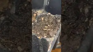 Trop cherry bx1 x king kush breath v2 tester update