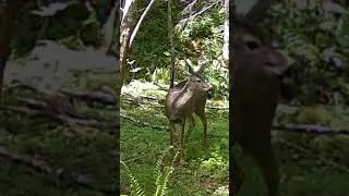Beautiful Deer in Forest sunlight Trail Camera Adventures Wildlife Mt St Helens Washington #shorts