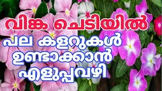 ഇല കാണാതെ പൂക്കൾ നിറയാൻ ഇങ്ങനെ നട്ടാൽ മതി Vinca plant care
