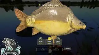 Trophy  Frame-Sided Carp Amber Lake - Russian Fishing 4