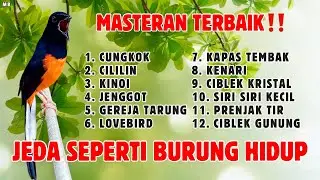 🔴 MASTERAN PALING PUH PICU EMOSI MURAI BATU JUARA