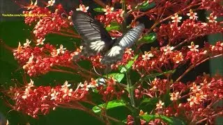 Common Rose Butterfly collecting honey from pagoda flower
