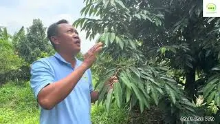 Phòng và trị rầy xanh trên sầu riêng