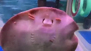 Black diamond stingray feeding on hikari food sticks and hikari bio gold