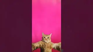 Cat be like - isse toh ma ball vana kar khel luga🤣😂😺🥎