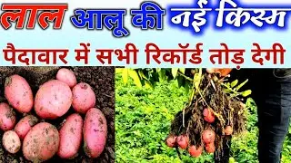 लाल आलू की ये नई किस्म देगी सबसे ज्यादा पैदावार। सभी रेकॉर्ड तोड़ देगी ये वैरायटी।
