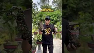 Kaos pria wanita komunitas bonsai Indonesia #bonsai #kaos #baju #komunitas #motivasi #viral #fyp