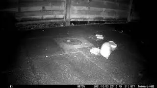 Happy Hedgepigs - 2021-10-04