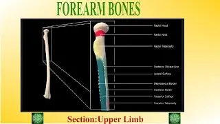 Forearm Bones Revision