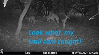 Backyard Trail Cam Moments  198