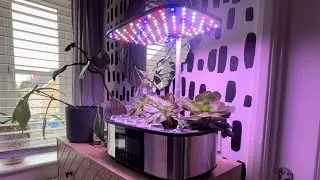Growing indoors with LetPot LPH-Max 4in1 indoor vegetable garden.