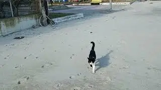 Walking by the Sea &mdash; Paralia Katerini, Greece | January 31, 2026