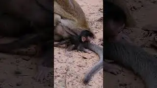 Monkey baby Blaze very Naughty