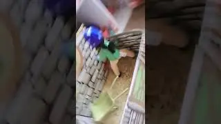 my crafty ponies routine