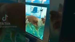 Kokoni Dog Walking in Water/Dog Breed #dog #shorts #viral