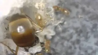 Lasius flavus