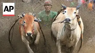 Bull racing season begins in Indonesia