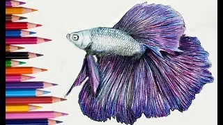 How To Color A Dahlia Purple Betta Fish