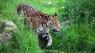 Cri du jaguar - le feulement / le rugissement