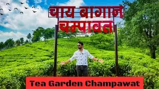Champawat Tea Garden | चाय बागान चम्पावत | Tea Garden Champawat | Champawat | Uttarakhand |