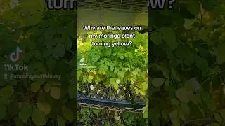 Why are the leaves on my Moringa plant turning yellow?   #moringa #moringaplant #moringaoleifera