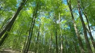 Forest White Sound Exposure