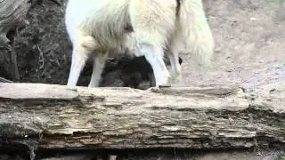 Mladički polarnega volka v dunajskem živalskem vrtu