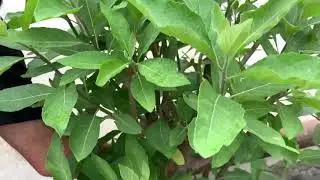 Gudmar( गुड़मार)Madhunashini (Distroyer of Sugar) Plant