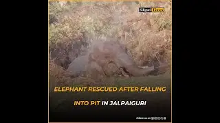 Elephant rescued after falling into pit at Karla Valley Tea Estate in Jalpaiguri (Bangla)