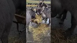 Donkey Antics