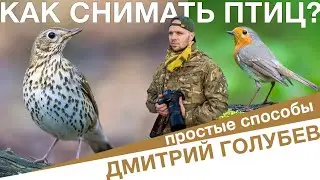 Как снимать птиц? Щурки, зяблики. С подхода и из скрадка. Бердвочинг