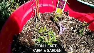 Garden Tour Before 120F heat dome draught  | Episode 1 | Lionheart Farm & Garden