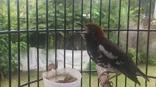 Suara Anis Kembang Ngeplong Santai PAs Buat Pancingan Dan Terapi AK Macet Bunyi Part 38