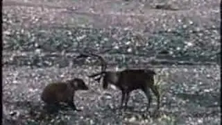 Grizzly Bear vs Caribou