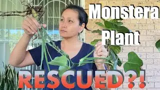 Finding the Wander in Plant Care: My Monstera's Second Chance
