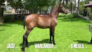 Lo Mejor del Fris&oacute;n y el Espa&ntilde;ol en el Warlander &hellip; 🐴🐴🐴