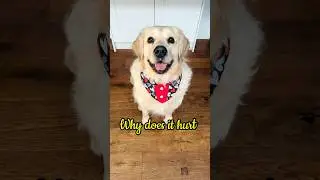 Wait&hellip; Simba has a question 👀 #dog #doglife #cute #pets #dogshorts #goldenretriever #funnyshorts