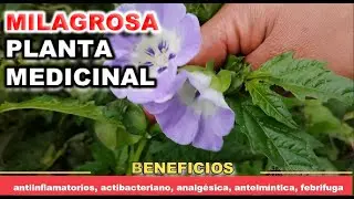 SUPURA y CURA heridas, infecciones e inflamaciones |  AHUYENTA mosca blanca y pulgones