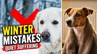 6 COLD Weather MISTAKES That Quietly Make DOGS Suffer