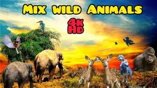 mix wild animals with relaxing background music| 4k animal world