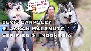 KENANGAN TERAKHIR BERSAMA ELVIS BARKSLEY SI ANJING ALASKAN MALAMUTE - RIP