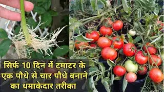 सिर्फ 10 दिन मे टमाटर को Cutting से लगाने का तरीका How to grow Tomato from cutting #tomato #cutting