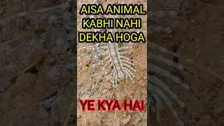 house centipede  ye kon sa kida hai #animals #forestman #minivlog