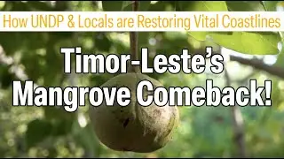 Mangrove Conservation in Timor-Leste | United Nations
