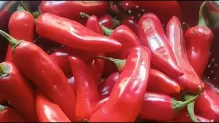 Shanti kitchen 2.0 is live लाल मिर्च का आचार😋😋