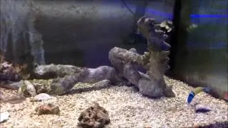 A very active Blue Head Wrasse