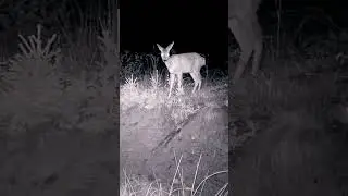Wild Forest🌲 & Camera Trap #nature #animals #shorts  #cameratrap