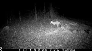 Backyard Trail Cam, December 2023