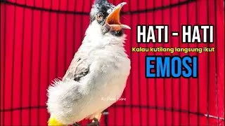 Suara Burung Kutilang Gacor Cepat Memancing Lawan Ikut Bunyi 