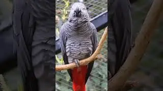 Most Intelligent animal is Grey Parrot #shorts #facts  #greyparrot #intelligent #youtubeshorts